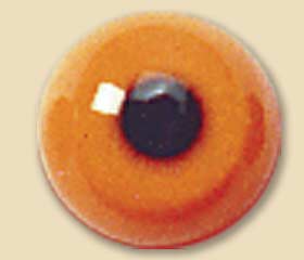 AB509