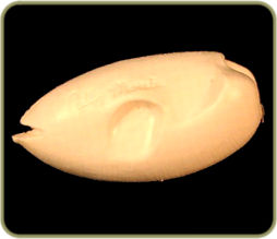 B5