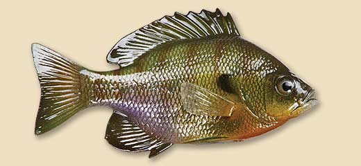 BGRL