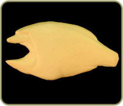 CL23