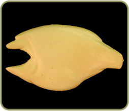 CL24