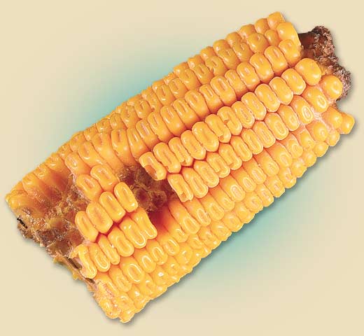 COB1