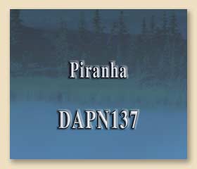 DAPN137