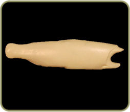 DATR29