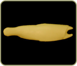 DATR41