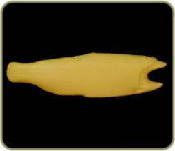 DATR45