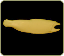 DATR55
