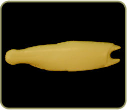 DATR60