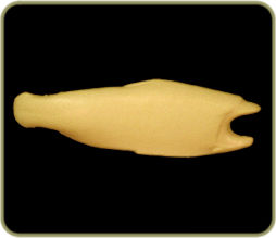 DATR74