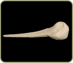 DH266