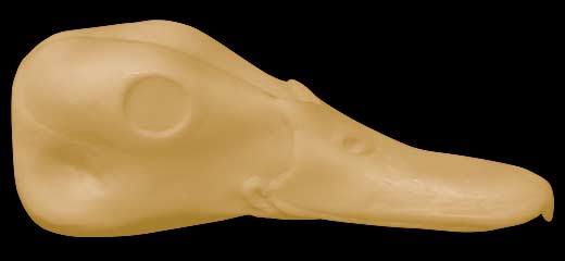 DH56