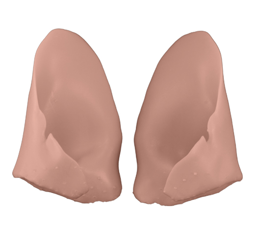 ERBC1