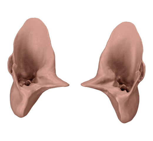 ERBC3