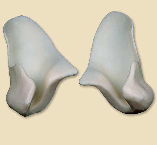 ERCY2