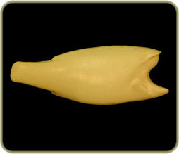 FWSM44