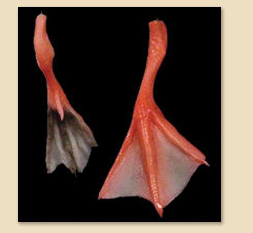 J1183