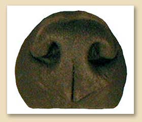 NCP