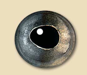 NFRT14