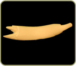 NL29C