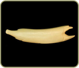 NR34C