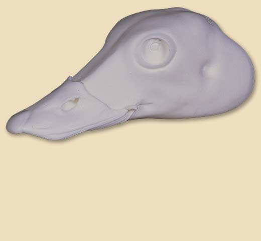 ODH11