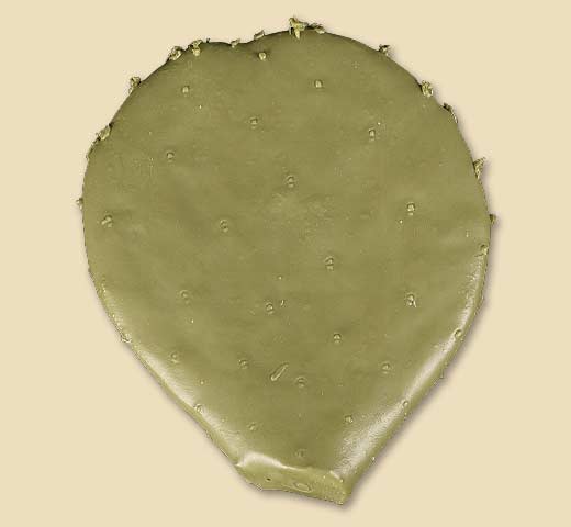PPC6