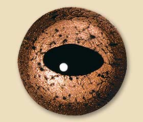 RO20CP