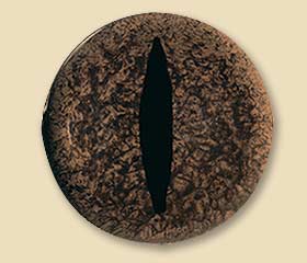 RS34CT