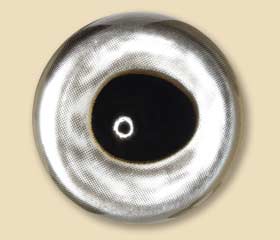 SAL20
