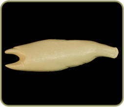 SAL279