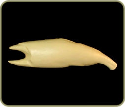 SAL332