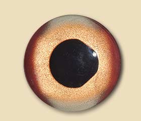 SWDP10