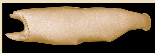 TEBTL2