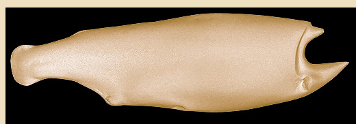 TERBR7