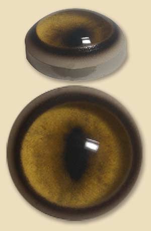 WB14CFOX