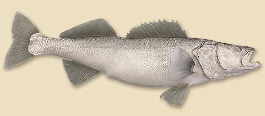 WCR52