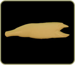 WDR16B