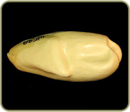 WF37