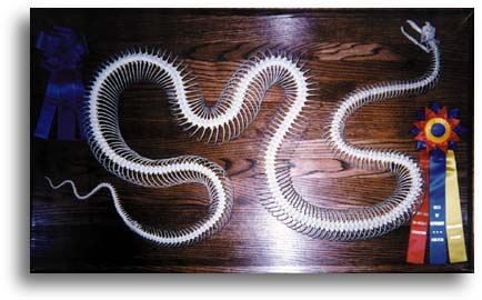 Python Skeleton - Award Winner 1997