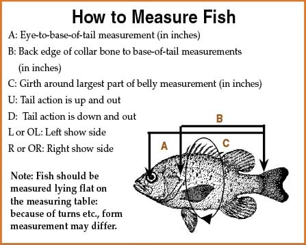 How To Measure Fish Forms by Matt Thompson