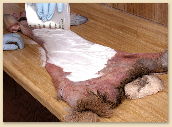 Red Fox Fur Pelt/Tanned Skins : : Home